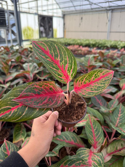 Aglaonema ‘Red Borju’ – Rare Red-Foliage Chinese Evergreen | Tropical Houseplant | Low-Light Indoor Beauty