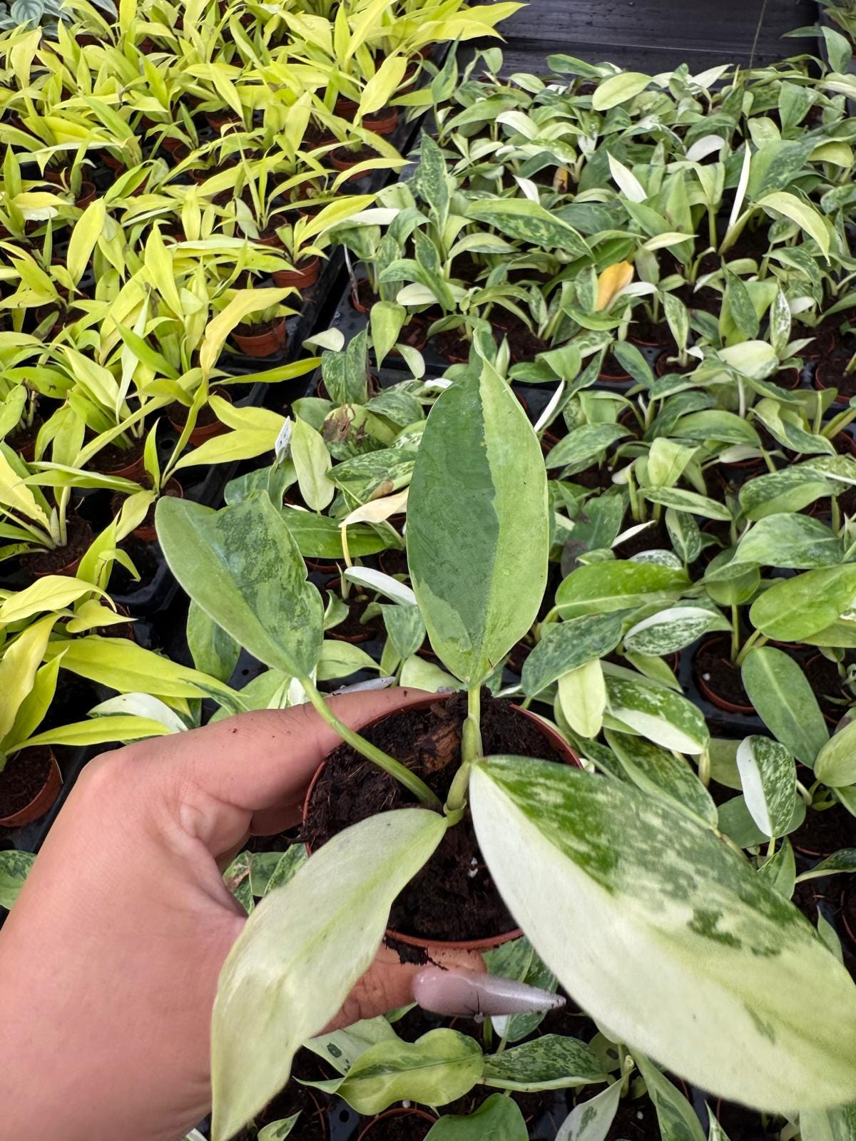 Philodendron José Buono | Rare Variegated Aroid | Live Tropical Houseplant | Easy Care Indoor Climbing Plan