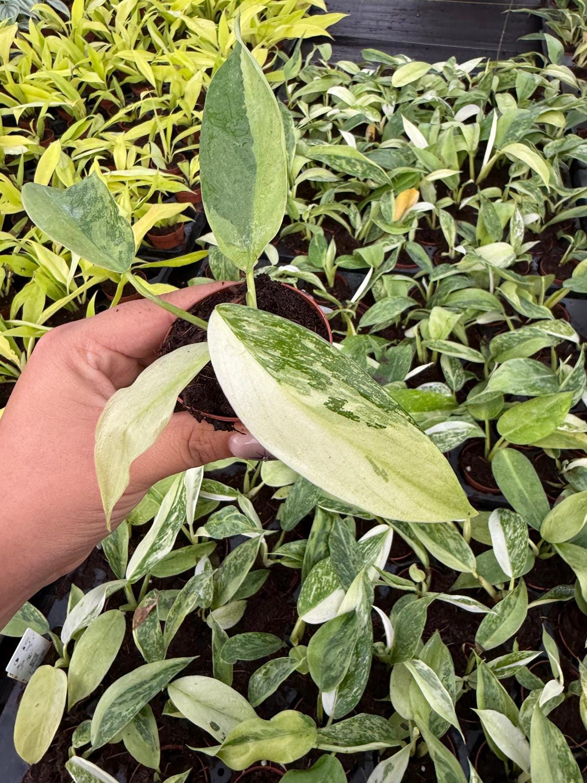 Philodendron José Buono | Rare Variegated Aroid | Live Tropical Houseplant | Easy Care Indoor Climbing Plan