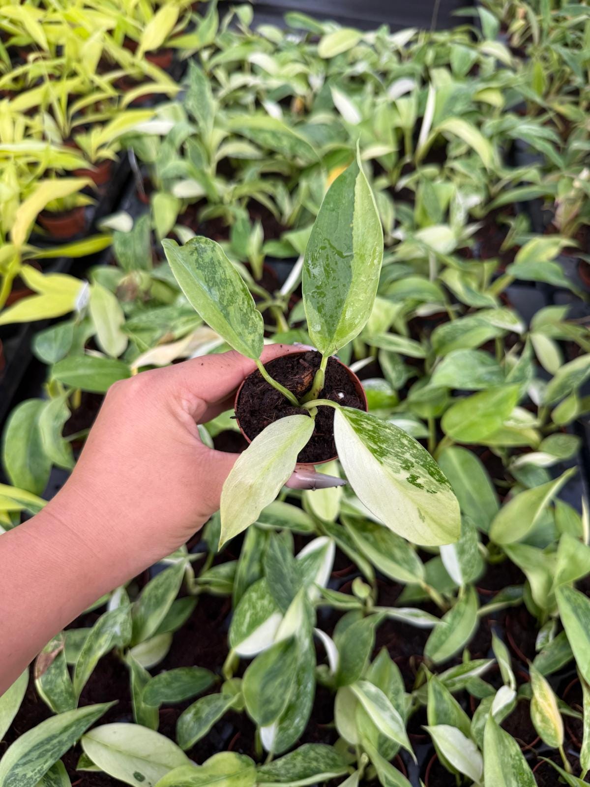 Philodendron José Buono | Rare Variegated Aroid | Live Tropical Houseplant | Easy Care Indoor Climbing Plan