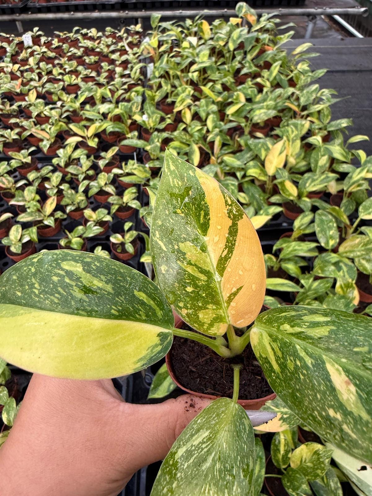 2" Pot Philodendron Green Congo Variegated | Rare Variegated Philodendron | Live Indoor Tropical Houseplant
