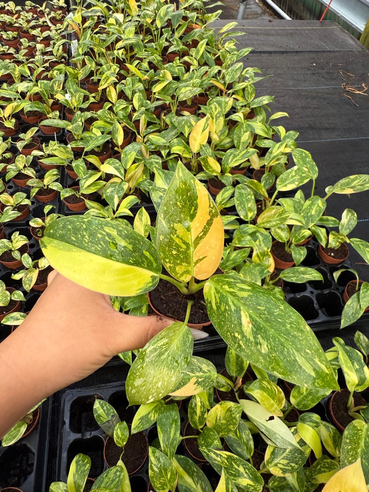 2" Pot Philodendron Green Congo Variegated | Rare Variegated Philodendron | Live Indoor Tropical Houseplant