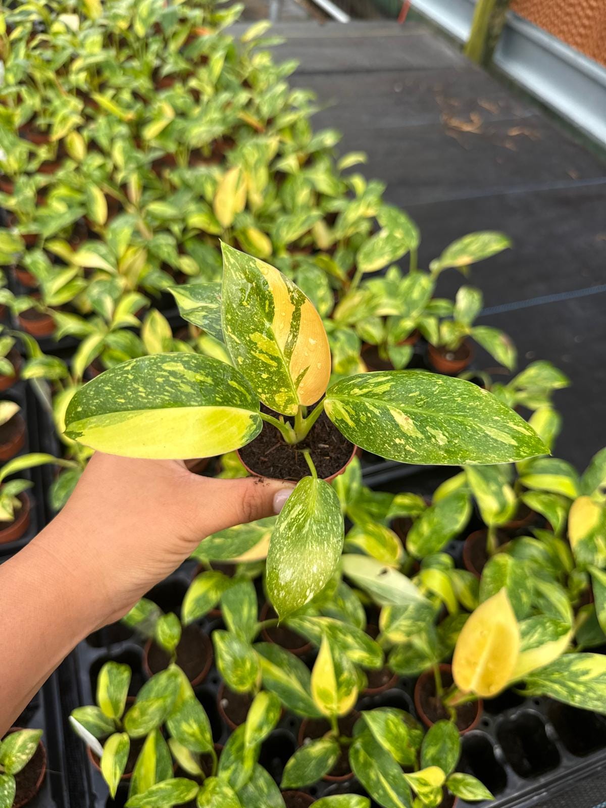 2" Pot Philodendron Green Congo Variegated | Rare Variegated Philodendron | Live Indoor Tropical Houseplant