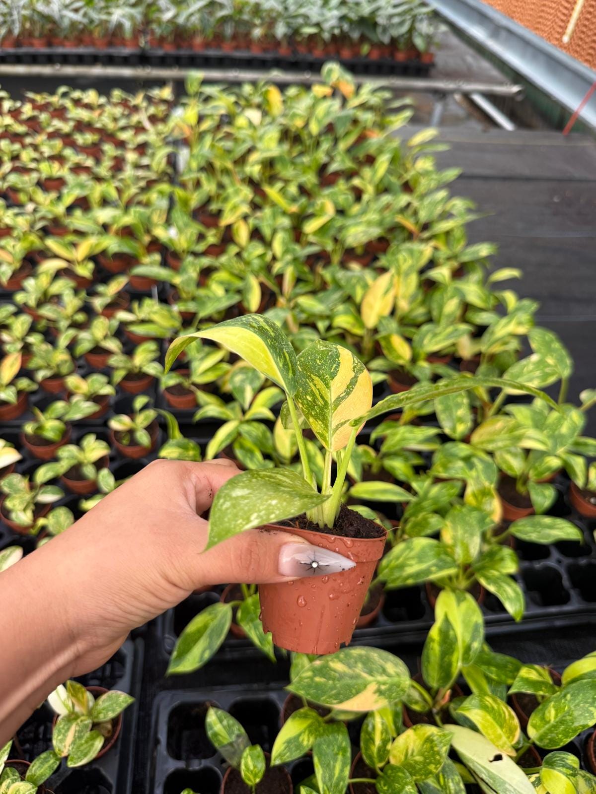 2" Pot Philodendron Green Congo Variegated | Rare Variegated Philodendron | Live Indoor Tropical Houseplant