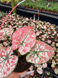 Caladium Wedding Dress | Rare White Pink Fancy Leaf Caladium | Variegated Tropical Houseplant | Easy Care Indoor Plant