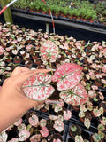 Caladium Wedding Dress | Rare White Pink Fancy Leaf Caladium | Variegated Tropical Houseplant | Easy Care Indoor Plant