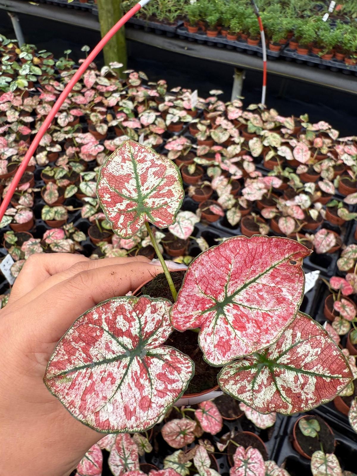 Caladium Wedding Dress | Rare White Pink Fancy Leaf Caladium | Variegated Tropical Houseplant | Easy Care Indoor Plant