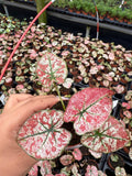 Caladium Wedding Dress | Rare White Pink Fancy Leaf Caladium | Variegated Tropical Houseplant | Easy Care Indoor Plant
