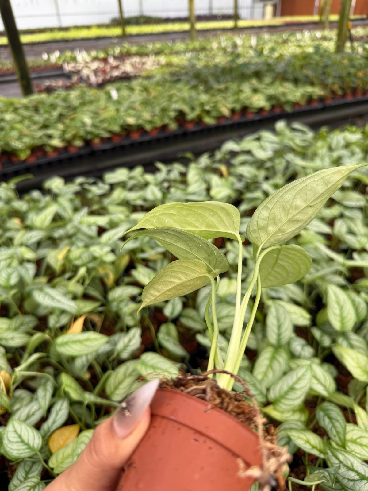 Monstera Siltepecana | Silver Monstera | Climbing Aroid | Live Tropical Houseplant | Easy Care Indoor Plant