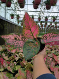 Aglaonema Ruby