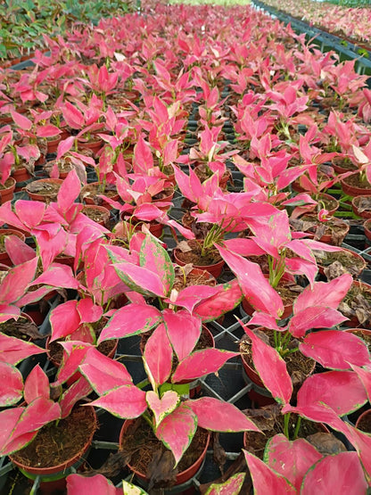 Aglaonema Rubi Garuda – Rare Pink Aglaonema | Bright Pink Houseplant | Easy Low Light Indoor Plant | Live Plant