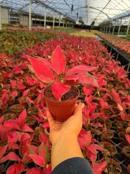 Aglaonema Rubi Garuda – Rare Pink Aglaonema | Bright Pink Houseplant | Easy Low Light Indoor Plant | Live Plant