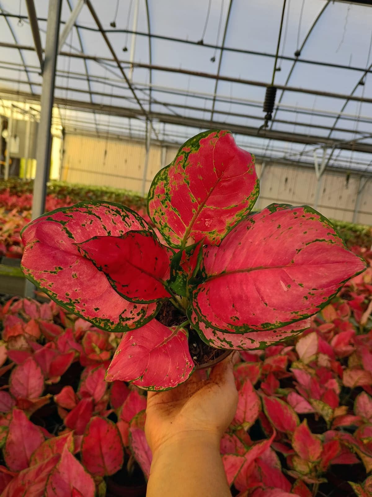 Aglaonema Cherry Red – Rare Red Aglaonema | Bright Red Indoor Plant | Easy Care Low Light Houseplant | Live Plant