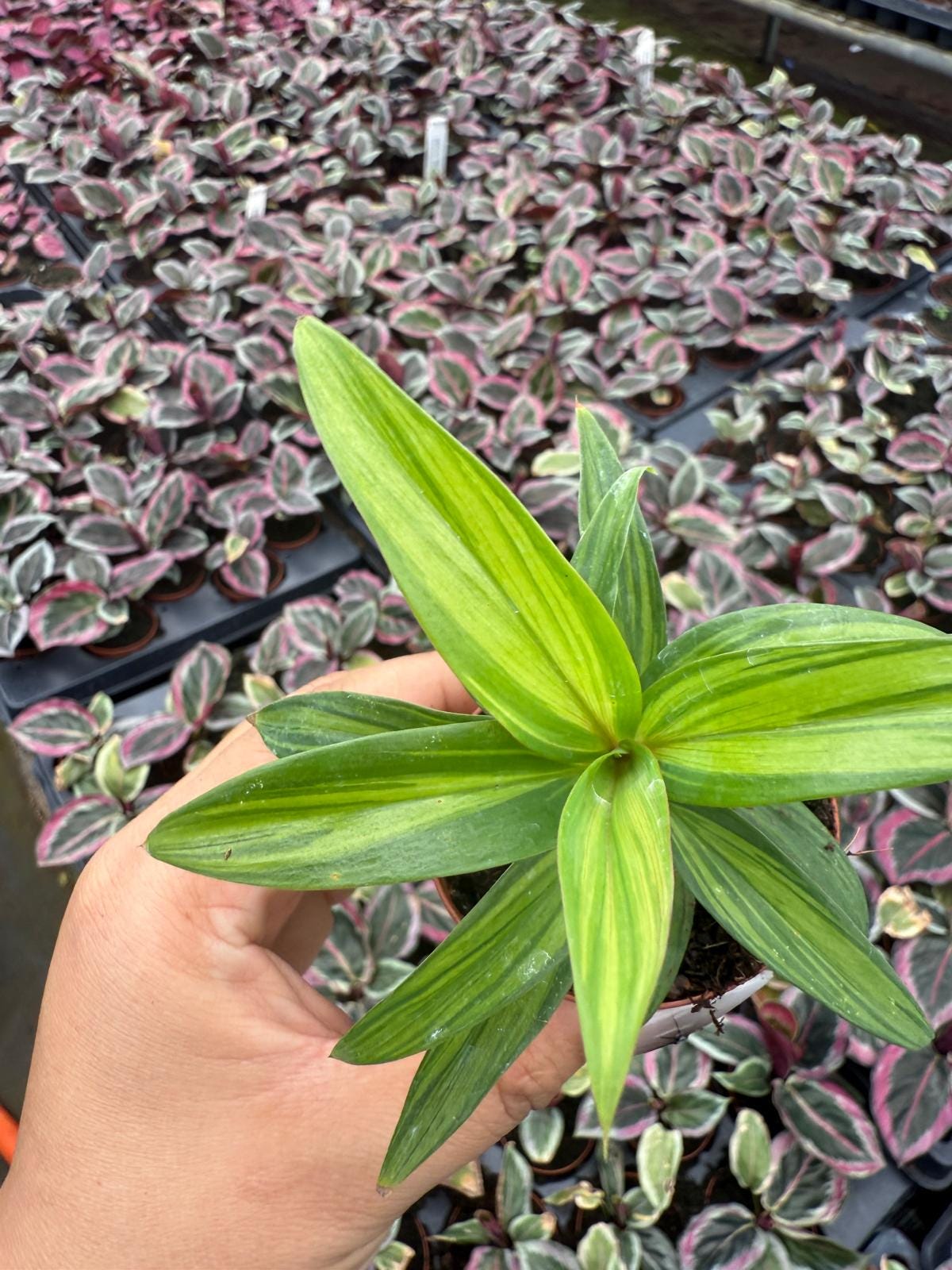 2" Pot Cordyline Fruticosa Harlequin