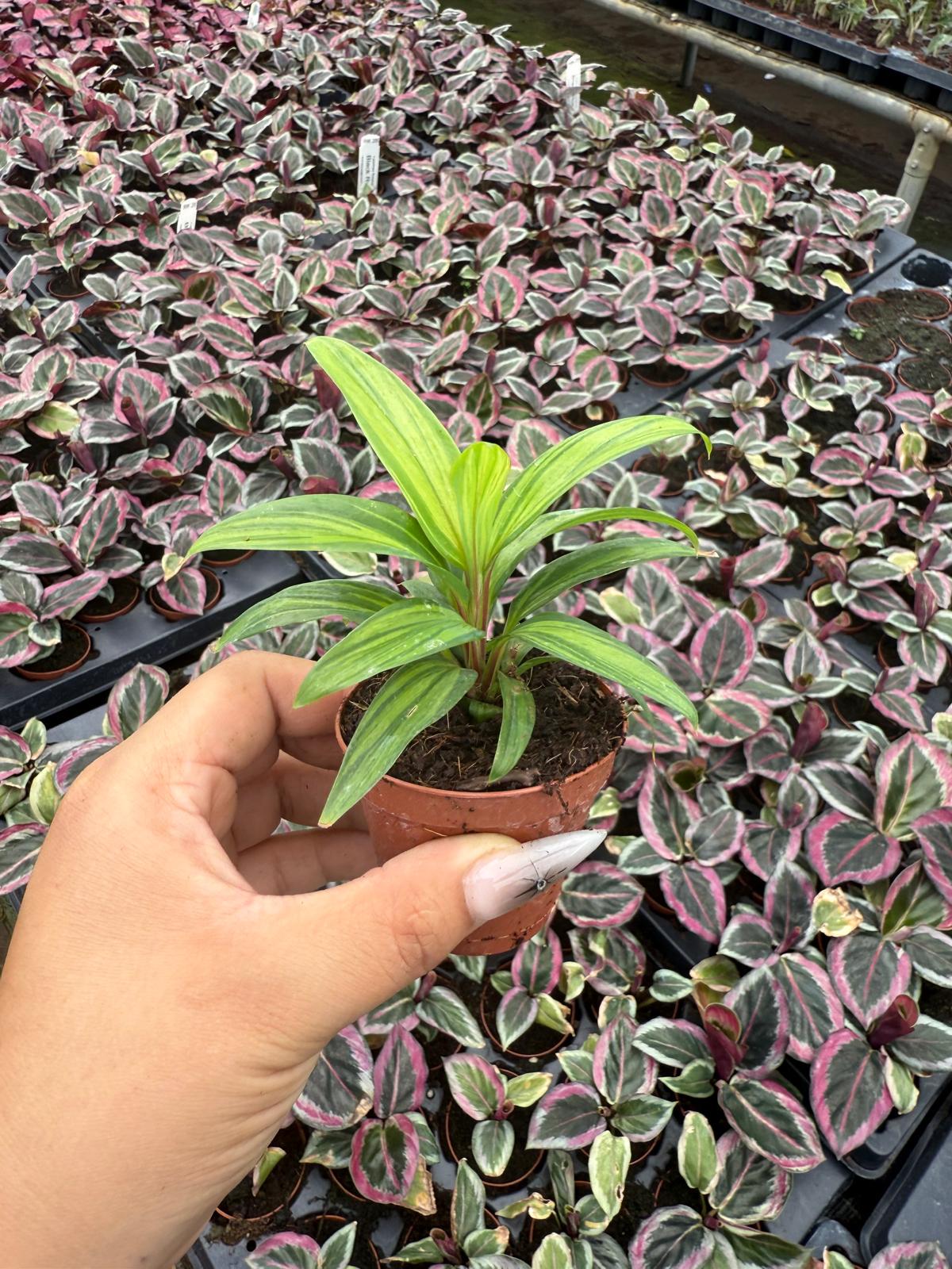 2" Pot Cordyline Fruticosa Harlequin