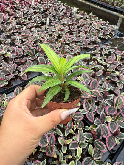 2" Pot Cordyline Fruticosa Harlequin