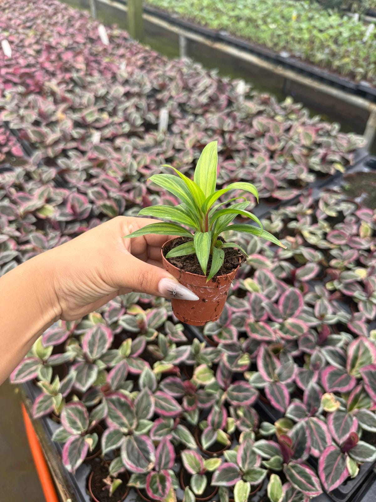 2" Pot Cordyline Fruticosa Harlequin