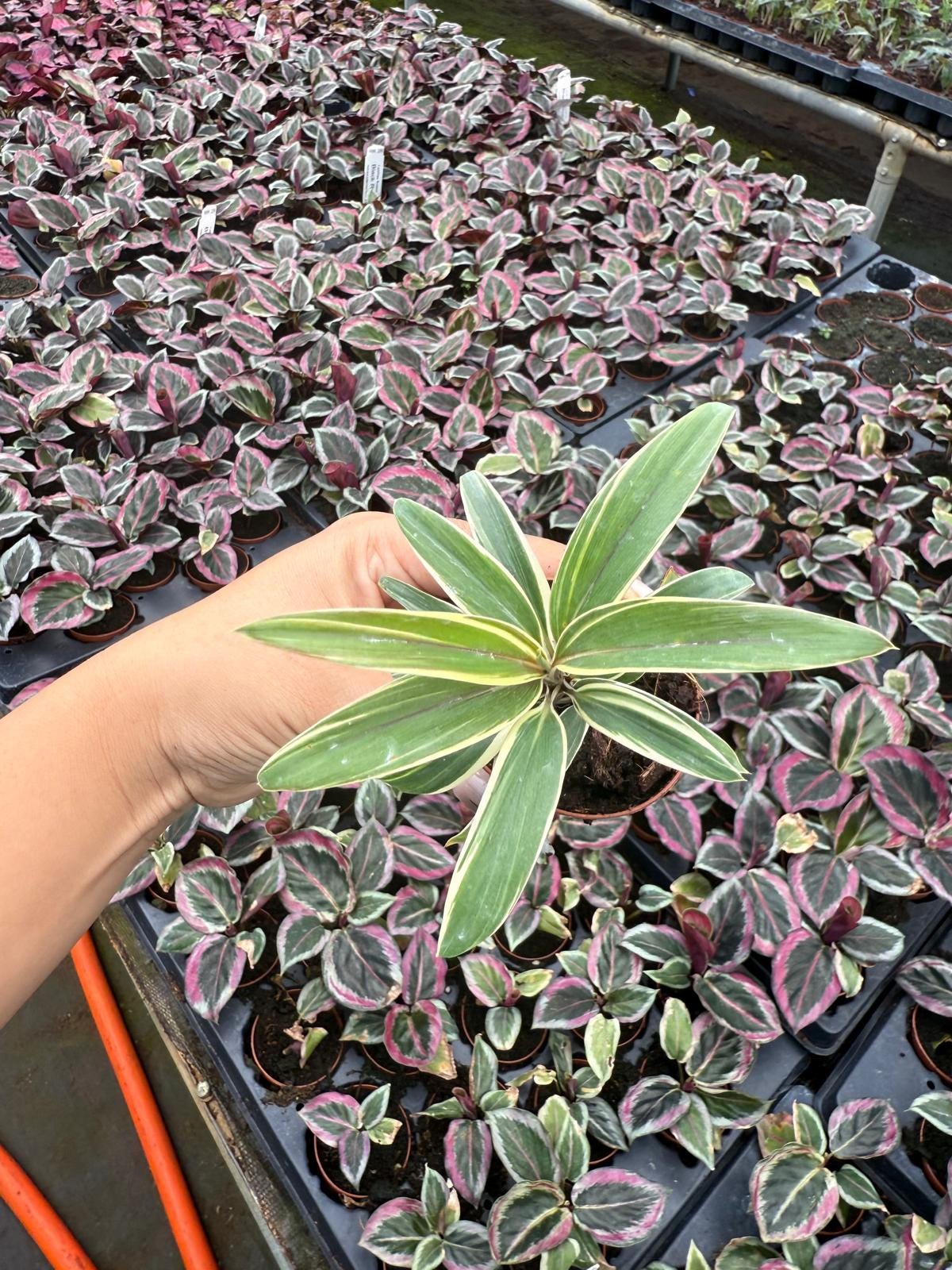 2" Pot Cordyline Chocolate Cream