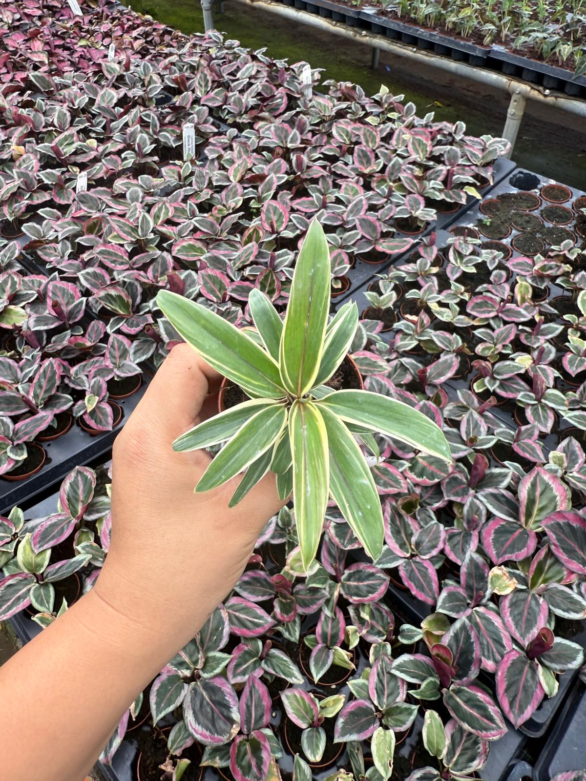 2" Pot Cordyline Chocolate Cream