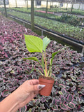 2" Homalonema Gold Variegated