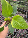 2" Homalonema Gold Variegated