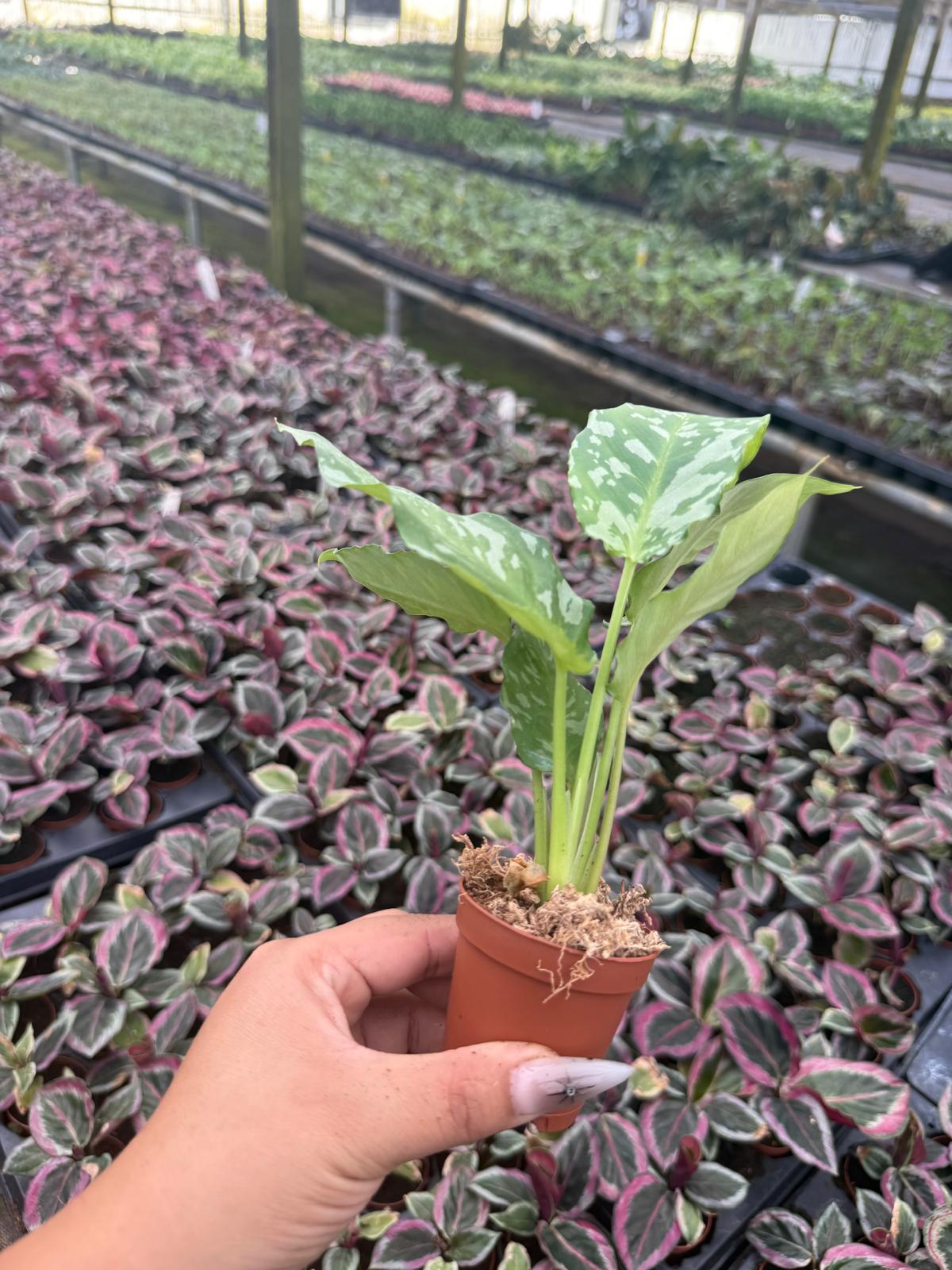 2" Popt Schismatoglottis ‘Sumatran Tiger Rare Tropical Aroid