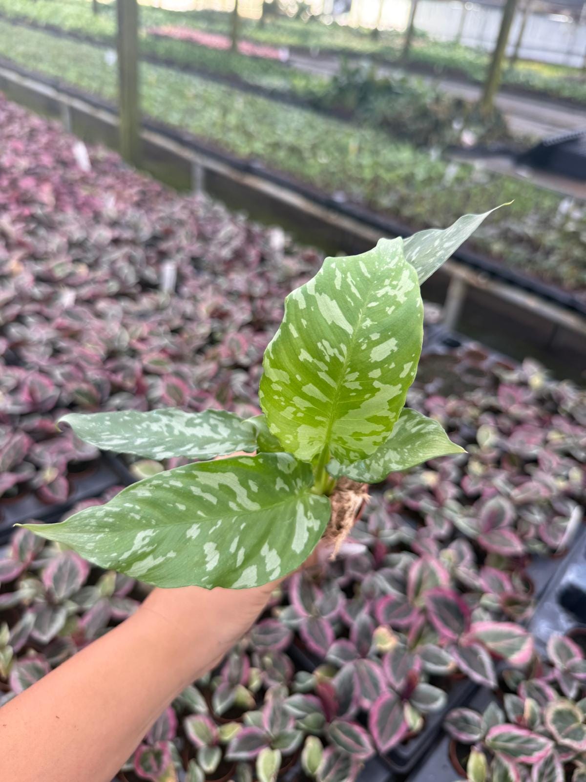 2" Popt Schismatoglottis ‘Sumatran Tiger Rare Tropical Aroid