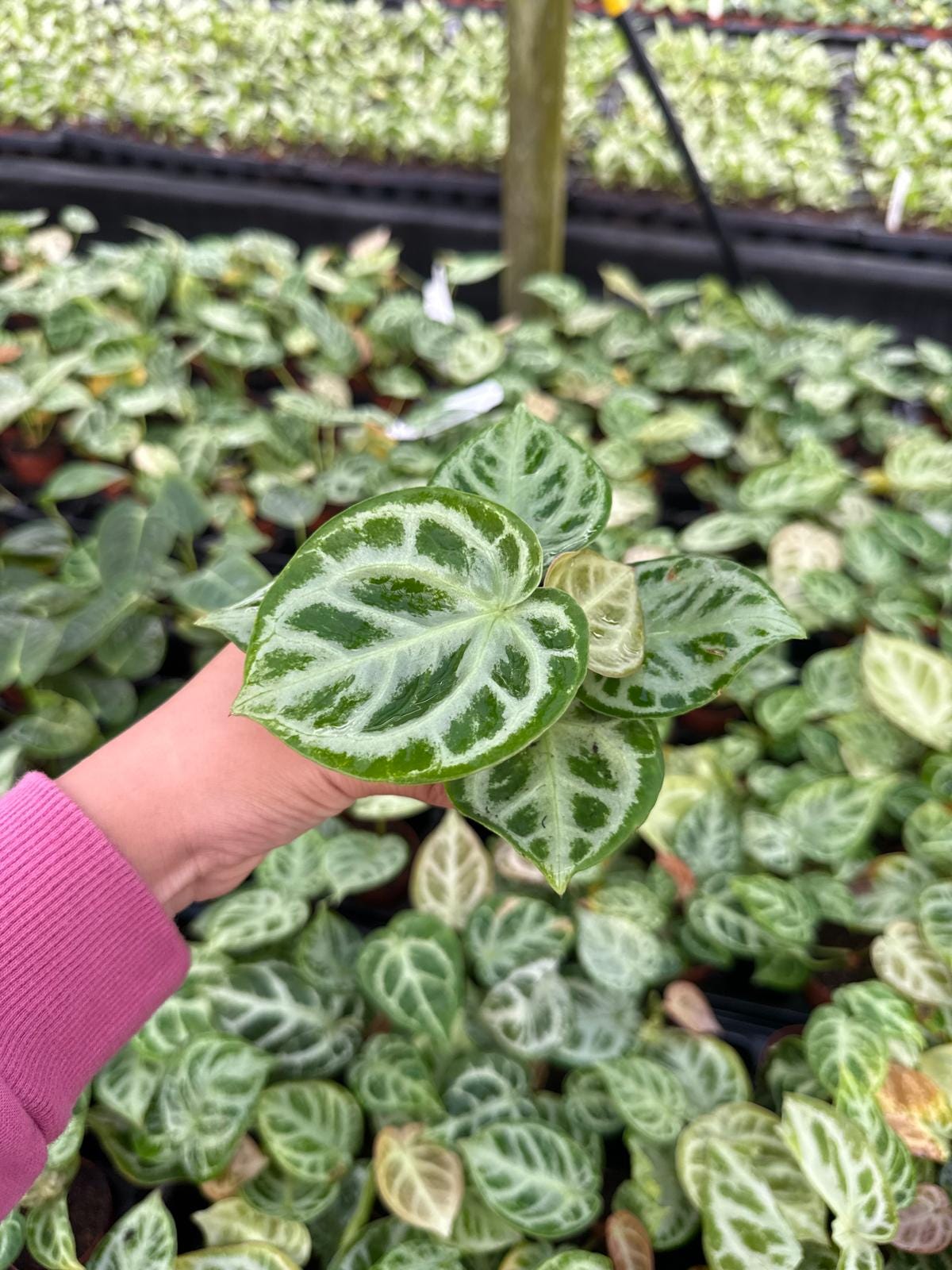 Anthurium Dorayaki x Silver Blush