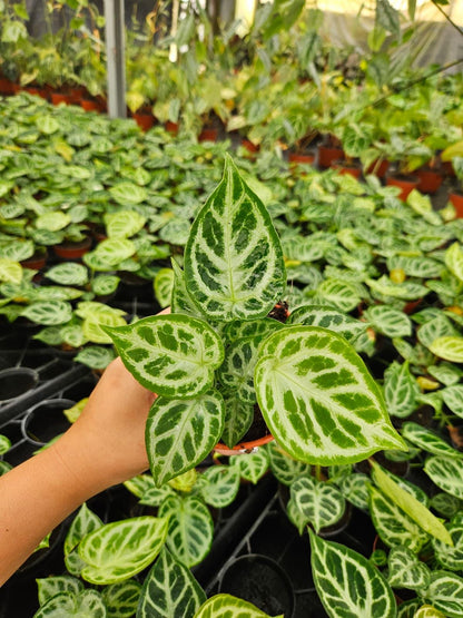 Anthurium Dorayaki
