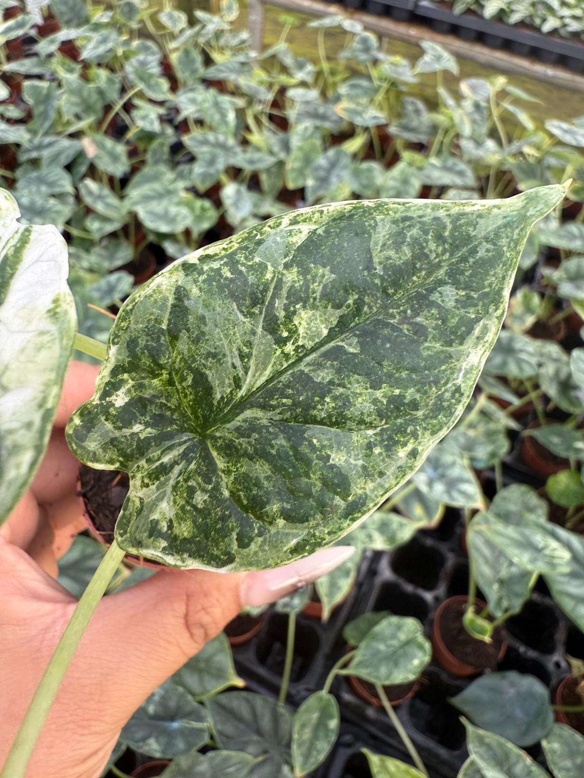 Alocasia Dragon Scale Mint Variegated | Rare Alocasia | Mint Variegation | Aroid Collector Plant | Live Tropical Houseplant
