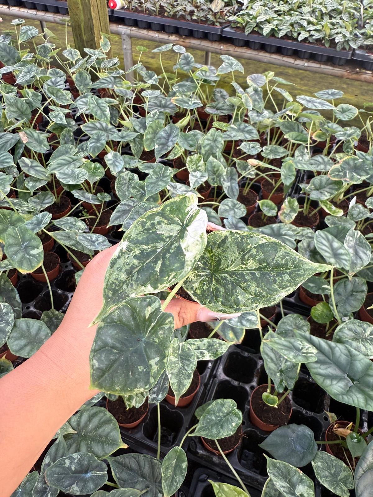 Alocasia Dragon Scale Mint Variegated | Rare Alocasia | Mint Variegation | Aroid Collector Plant | Live Tropical Houseplant