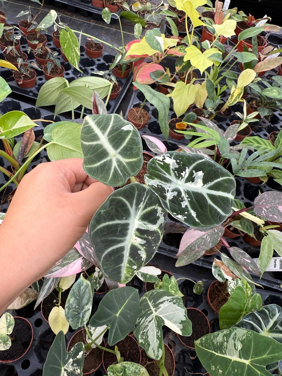 Alocasia Ninja Variegated | Rare Aroid | High-Contrast White Variegation | Collector Alocasia | Live Tropical Houseplant