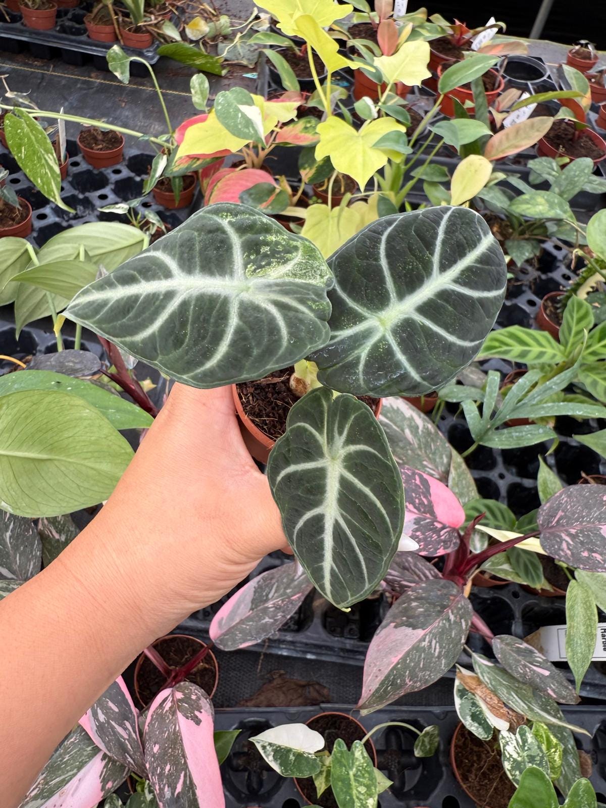 Alocasia Ninja Variegated | Rare Aroid | High-Contrast White Variegation | Collector Alocasia | Live Tropical Houseplant