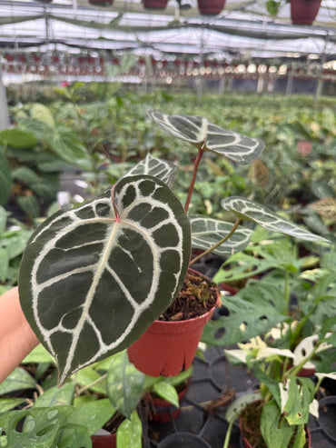 Anthurium Redtiger (Hajiulih) | Rare Anthurium Hybrid | Dark Veins & Red Tiger Pattern | Collector Aroid | Live Tropical Houseplant