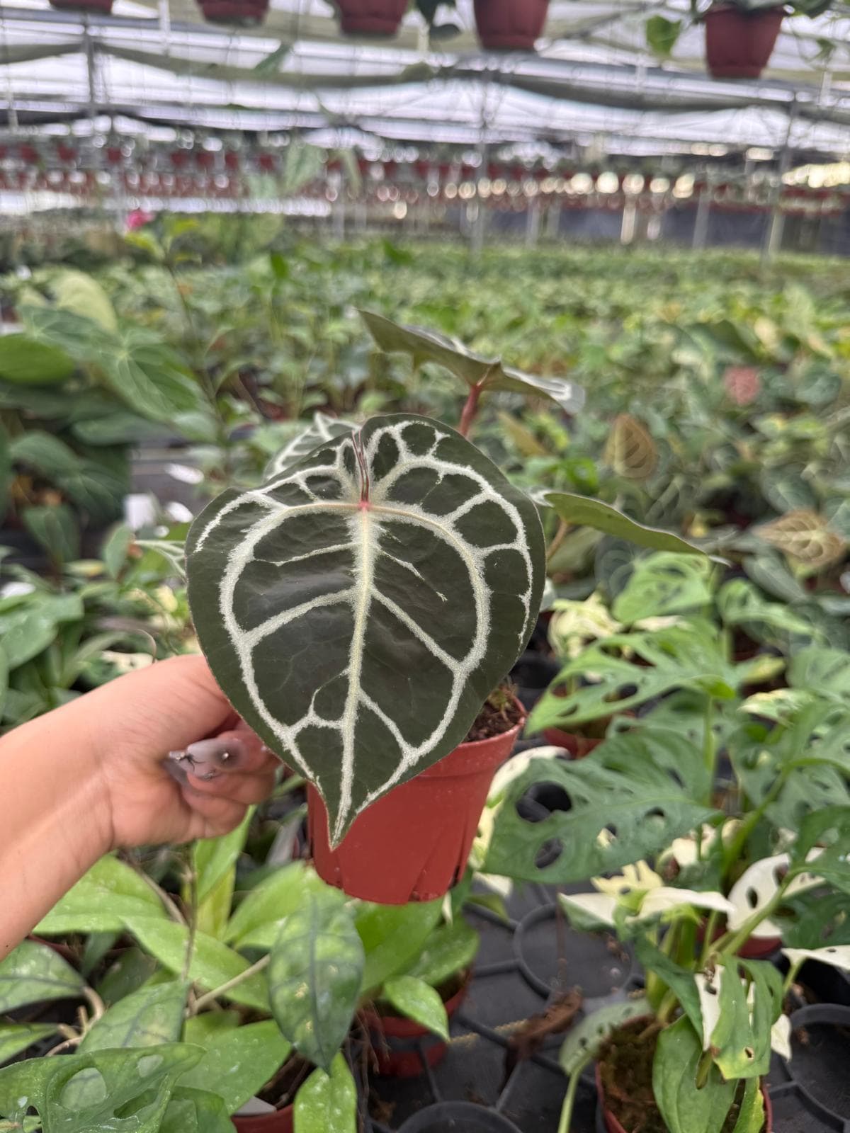 Anthurium Redtiger (Hajiulih) | Rare Anthurium Hybrid | Dark Veins & Red Tiger Pattern | Collector Aroid | Live Tropical Houseplant