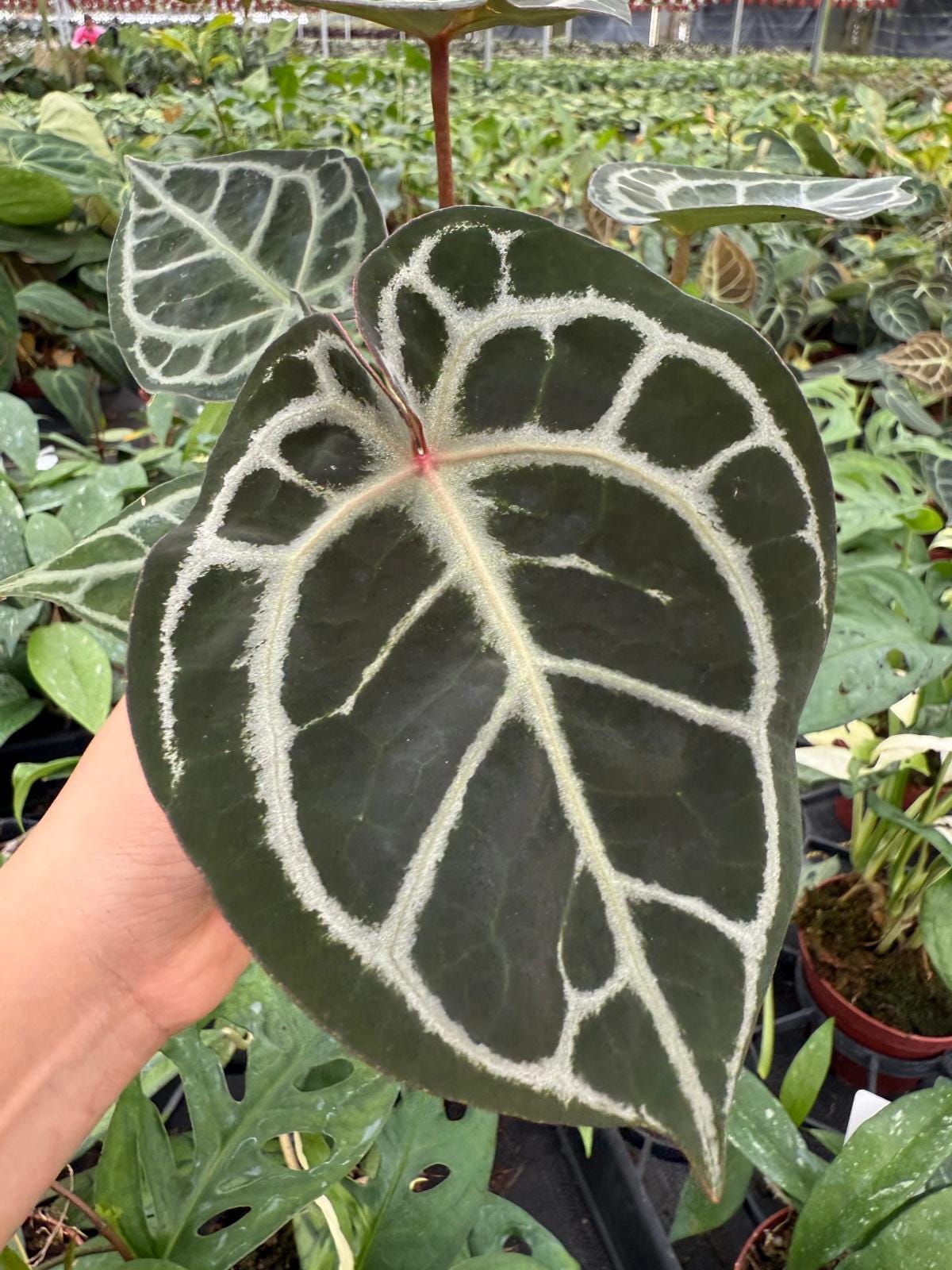 Anthurium Redtiger (Hajiulih) | Rare Anthurium Hybrid | Dark Veins & Red Tiger Pattern | Collector Aroid | Live Tropical Houseplant