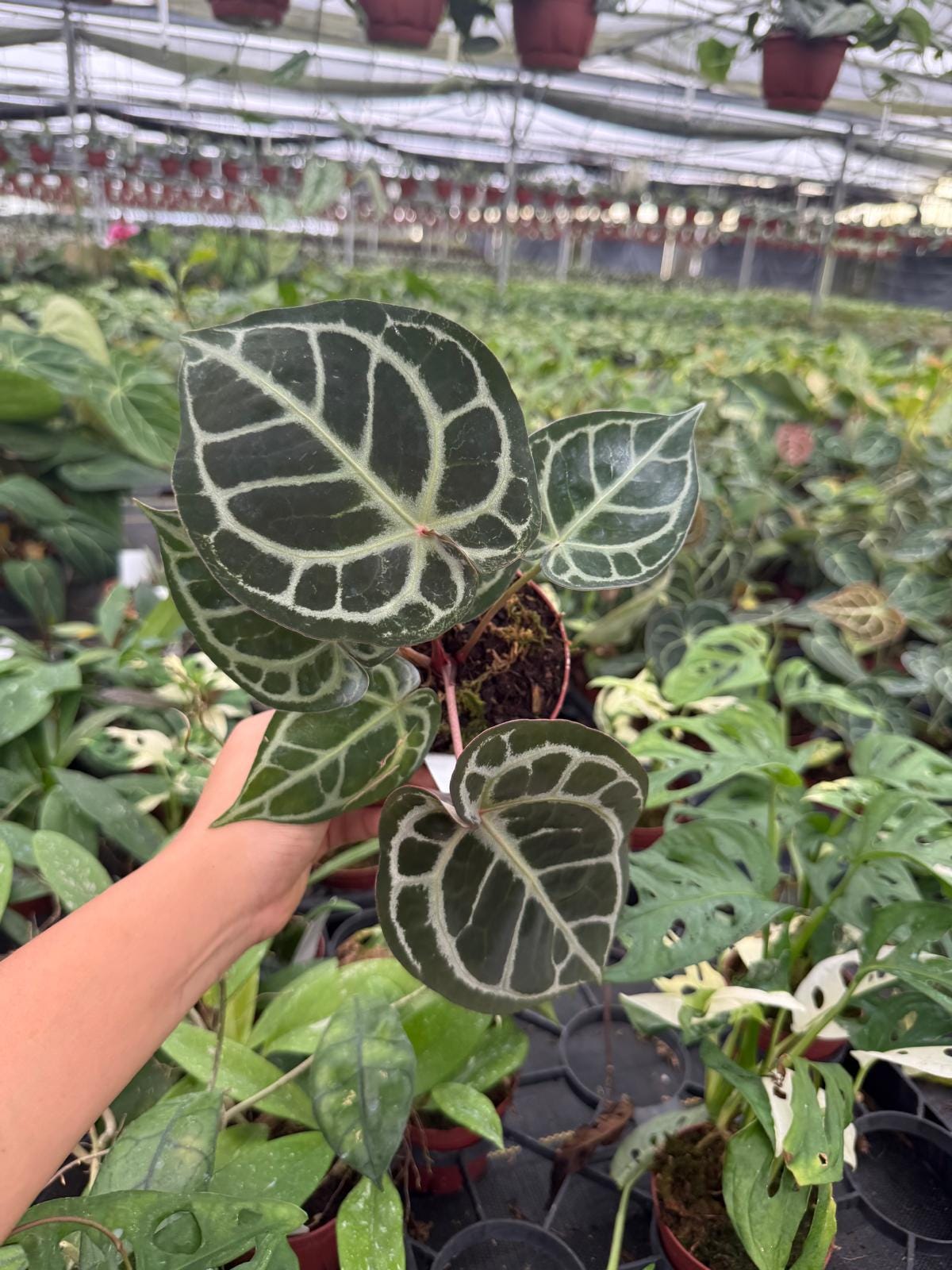 Anthurium Redtiger (Hajiulih) | Rare Anthurium Hybrid | Dark Veins & Red Tiger Pattern | Collector Aroid | Live Tropical Houseplant