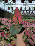 Aglaonema Ruby