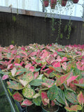 Aglaonema Ruby