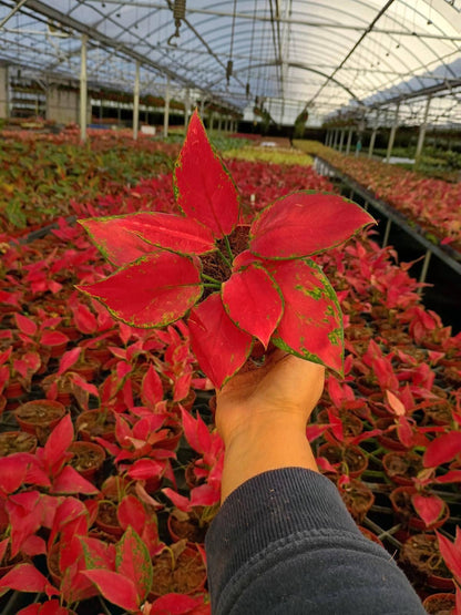 Aglaonema Rubi Garuda – Rare Pink Aglaonema | Bright Pink Houseplant | Easy Low Light Indoor Plant | Live Plant
