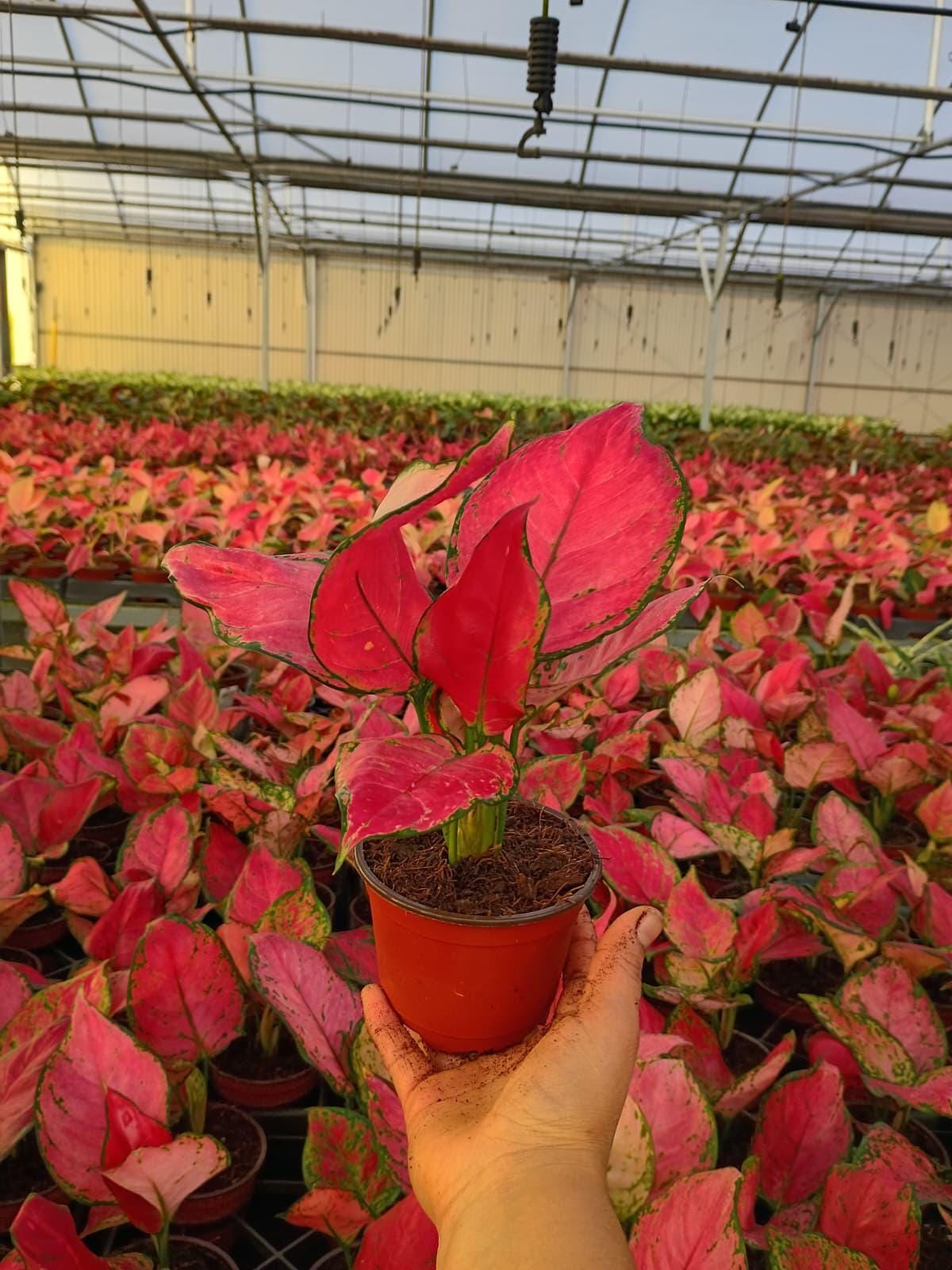 Aglaonema Cherry Red – Rare Red Aglaonema | Bright Red Indoor Plant | Easy Care Low Light Houseplant | Live Plant