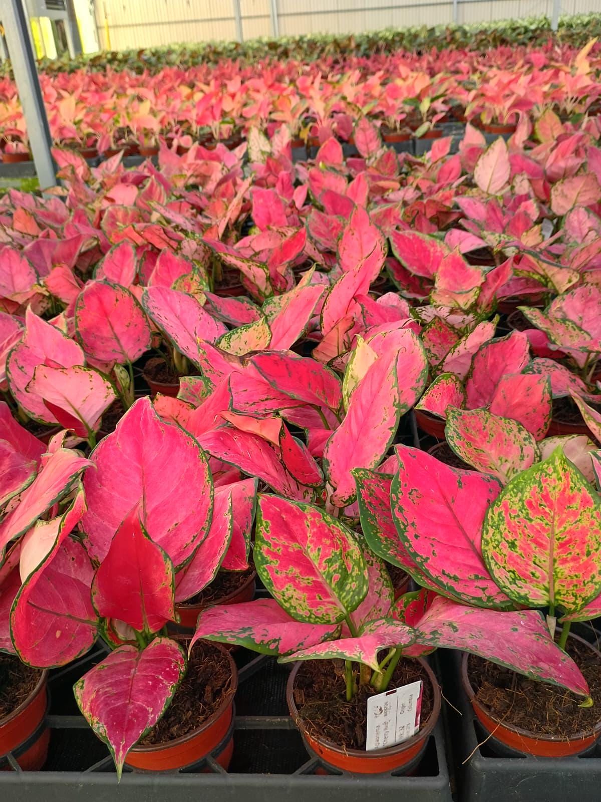 Aglaonema Cherry Red – Rare Red Aglaonema | Bright Red Indoor Plant | Easy Care Low Light Houseplant | Live Plant