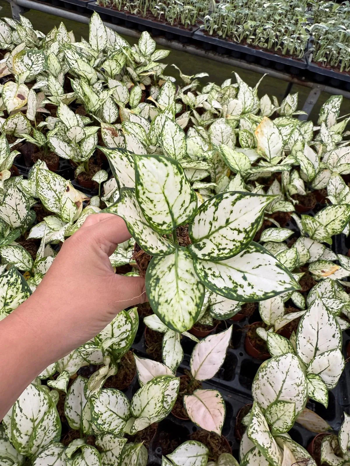 Aglaonema Super White – Rare Chinese Evergreen Indoor Houseplant