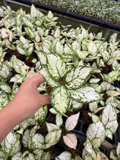 Aglaonema Super White Rare Live Plant