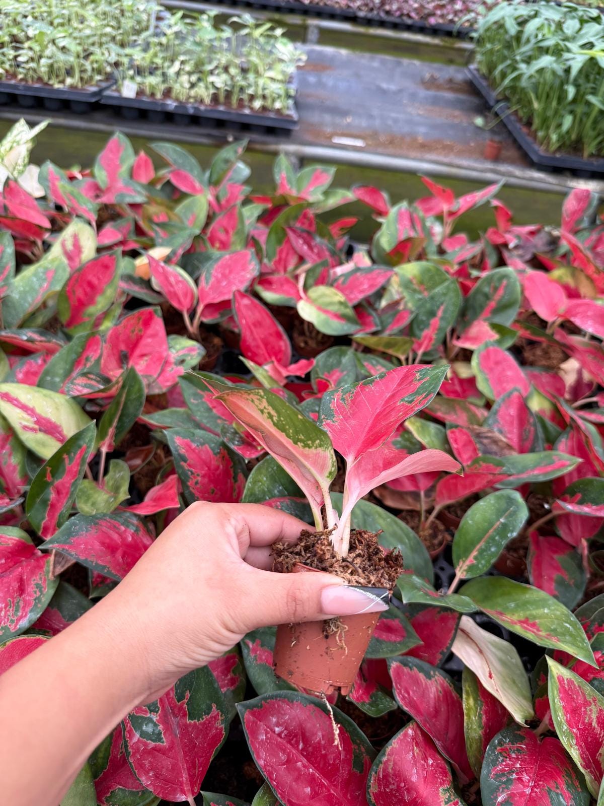 Live Aglaonema Suksom Jaipong – Pink Chinese Evergreen | Indoor Low Light Plant