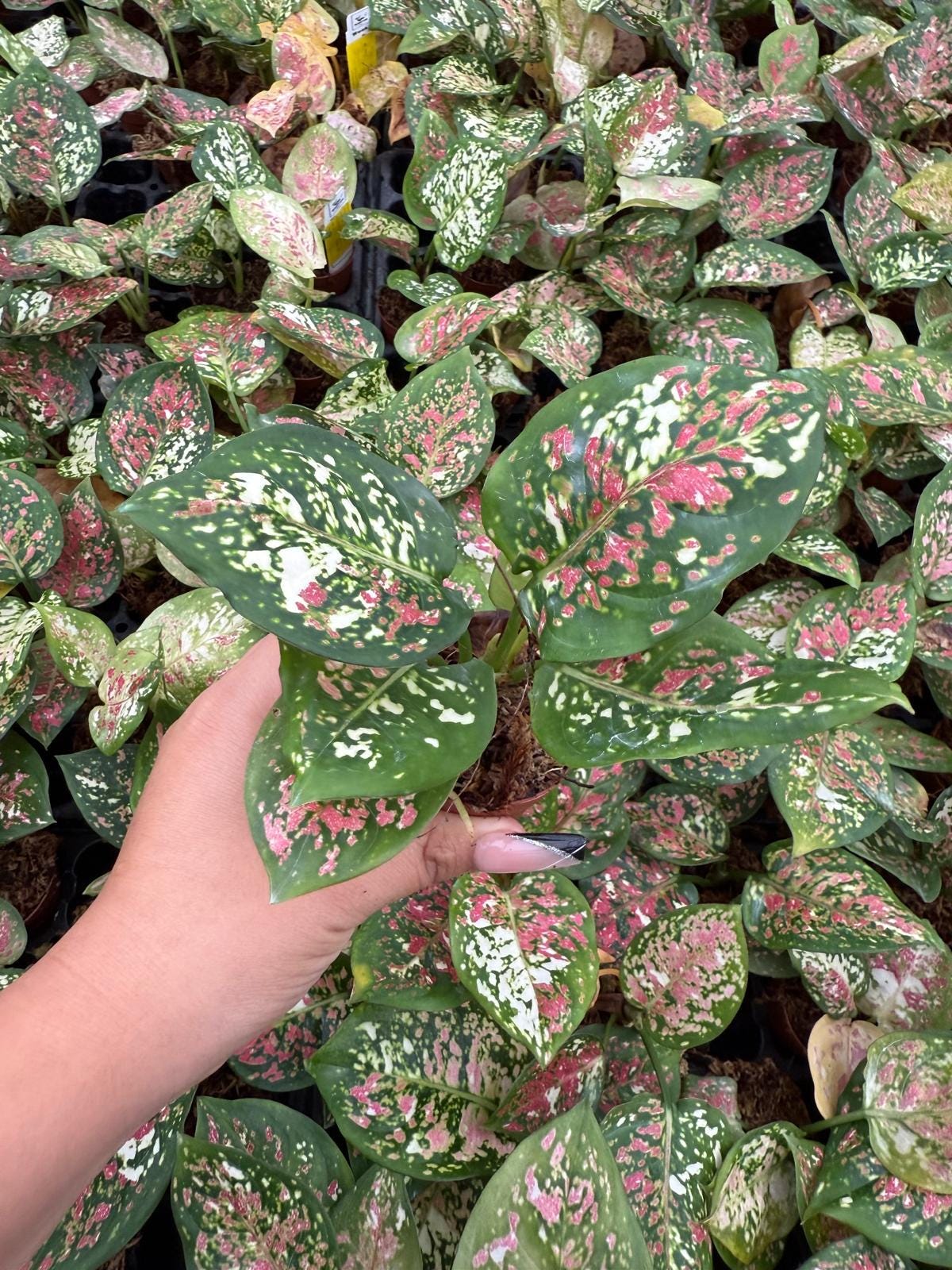 Live Aglaonema Anyamanee Tricolor – Colorful Chinese Evergreen | Indoor Plant