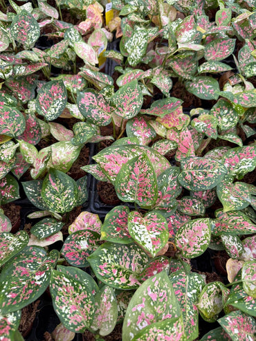 Live Aglaonema Anyamanee Tricolor – Colorful Chinese Evergreen | Indoor Plant