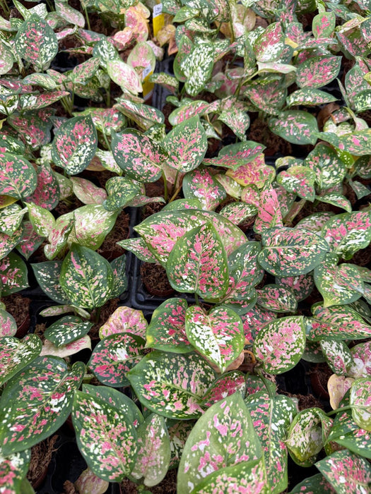 aglaonema anyamanee pink Live Aglaonema Anyamanee Tricolor – Colorful Chinese Evergreen