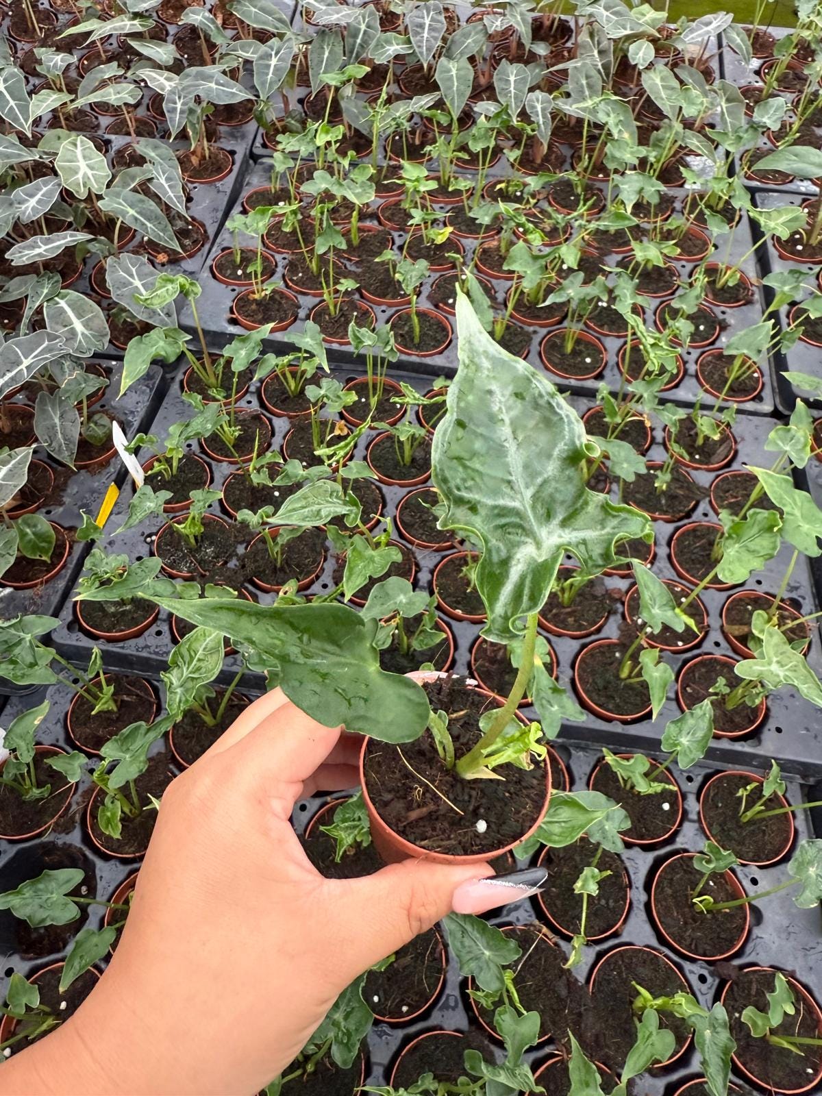 Alocasia Teletubbie – Live Alocasia Plant | Unique Foliage Indoor Houseplant