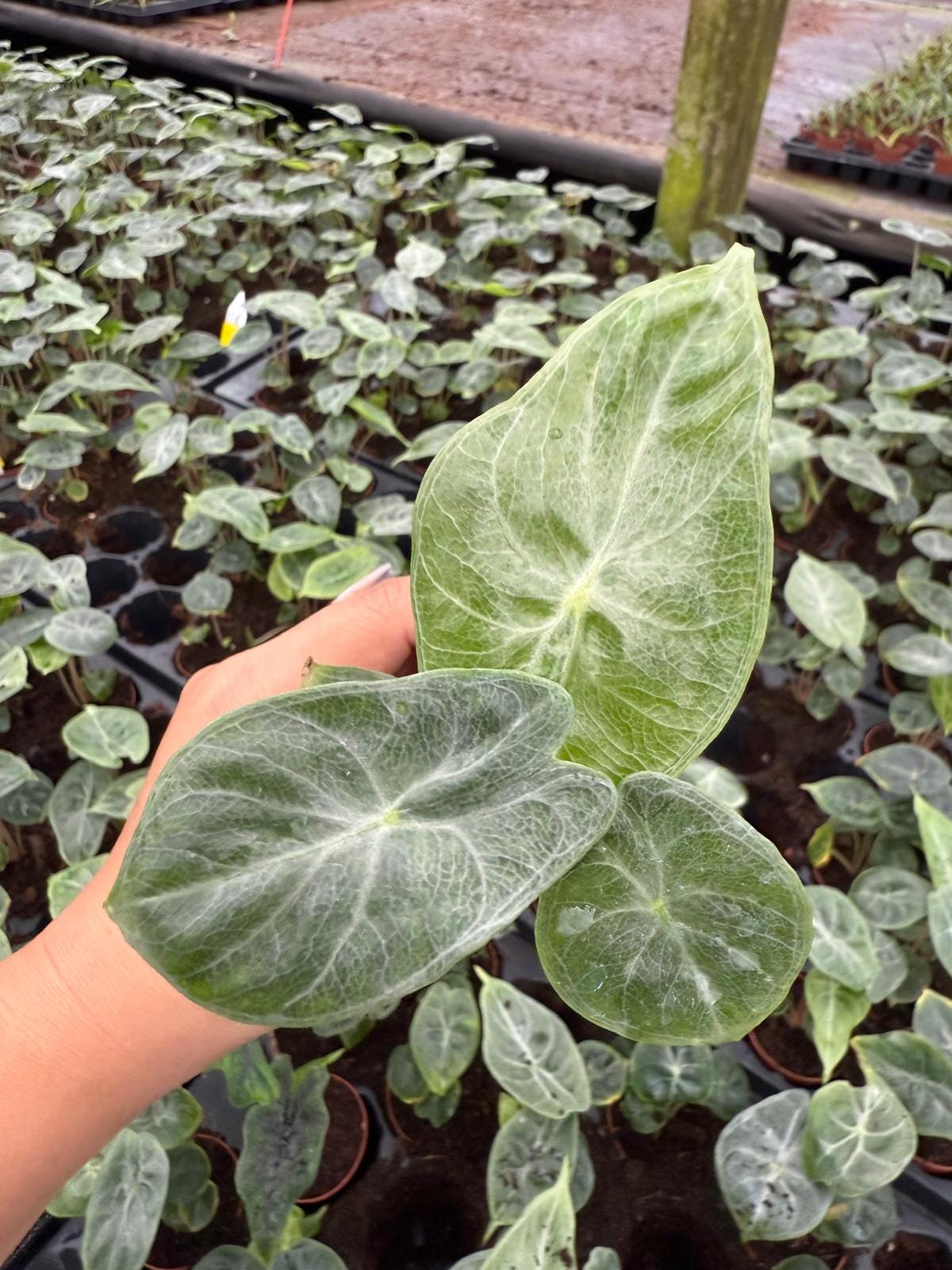 Alocasia Ivory Coast – Live Alocasia Plant | Elegant Indoor Houseplant